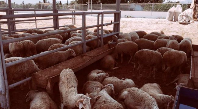 ÖDEMİŞ'TE KUBAN KESİM YERLERİ BELİRLENDİ