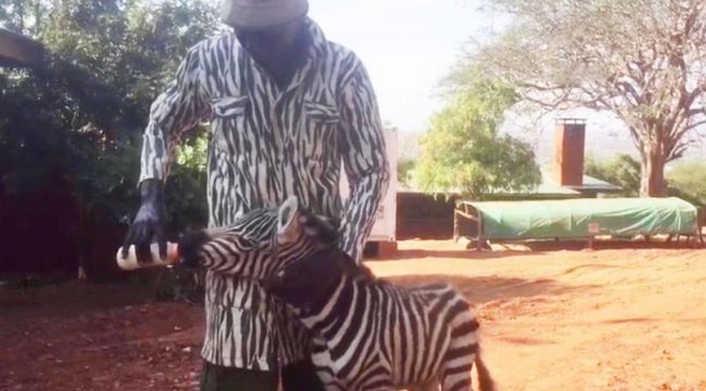 Öksüz kalan zebraya zebra kıyafetli görevliler bakıyor