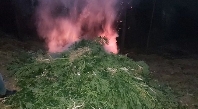 Ormanlık alanı kenevir tarlası yapmışlar