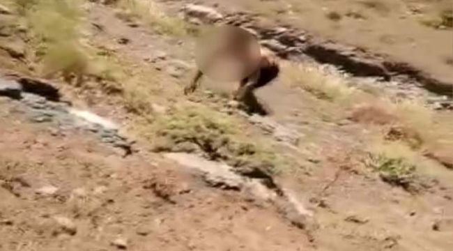 PKK'lı teröristin komandolara teslim olma anı kamerada!