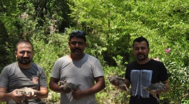 Popülasyonun artması için ormana 50 keklik salındı