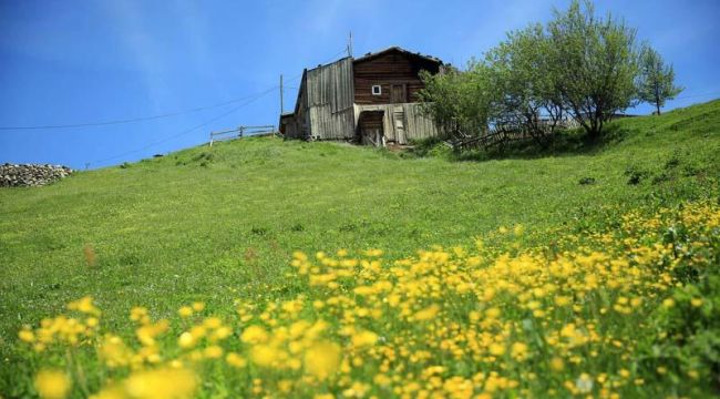 Rize'nin Petran Yaylası rengarenk