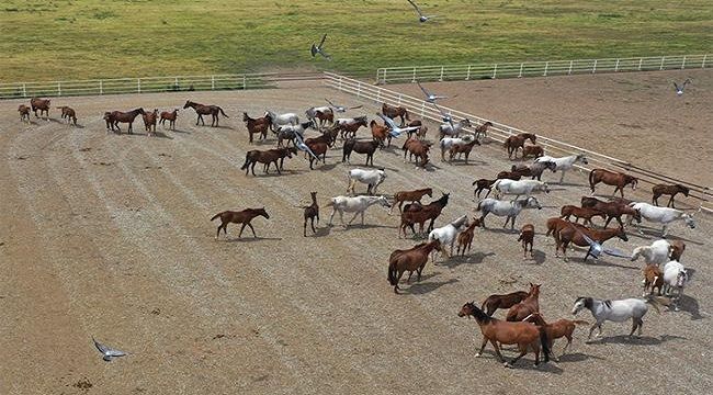 Şampiyonların tayları 9 milyon lira gelir getirecek