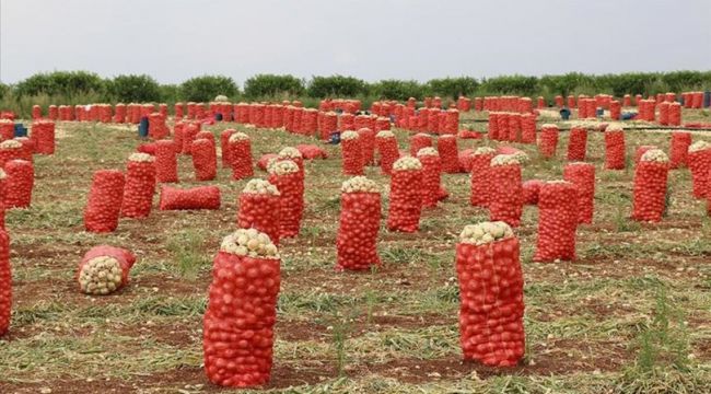 Soğan ve patateste verimli hasat ihracatın yolunu açtı