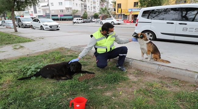 SOKAK HAYVANLARI İÇİN 'BİR KAP SU' KAMPANYASI
