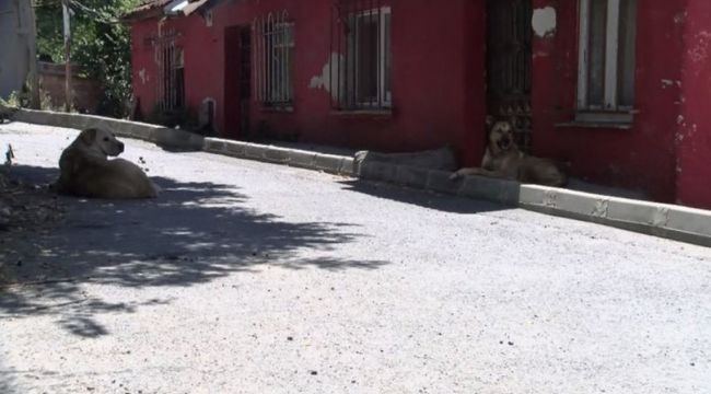 Sokak köpeklerini besleyen aile tehdit ve taşlı saldırı