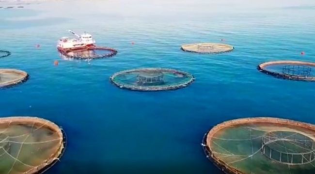 Su ürünleri ihracatında yılın ilk yarısında 459 milyon dolar