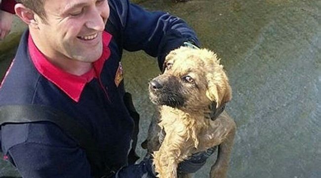 Sulama kanalına düşen köpeği itfaiye kurtardı