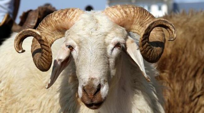 Tarım ve Orman Bakanlığı'ndan "Kurban Rehberi"