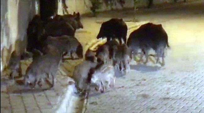 Turizm merkezinde vatandaşlar tedirgin!