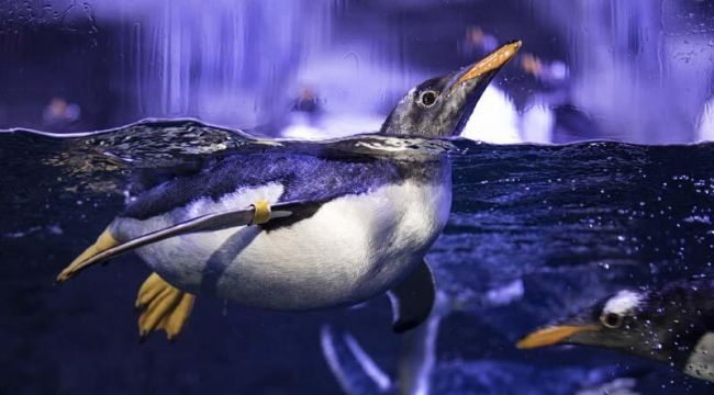 Türkiye’de türünün ilk bebek pengueni doğdu!