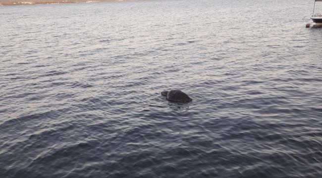 URLA SAHİLİNE ÖLÜ CARETTA CARETTA VURDU