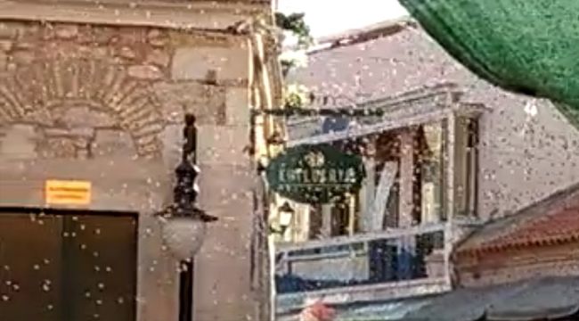 URLA'YI ARILAR BASTI, GÖRENLER ŞAŞIRDI