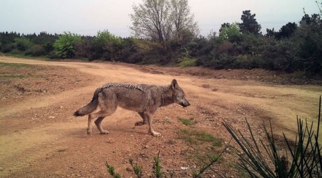 Yalova'da yaban hayatı fotokapanla görüntülendi