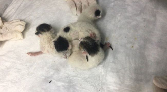 Yapışık dördüz kediler, operasyonla birbirinden ayrıldı