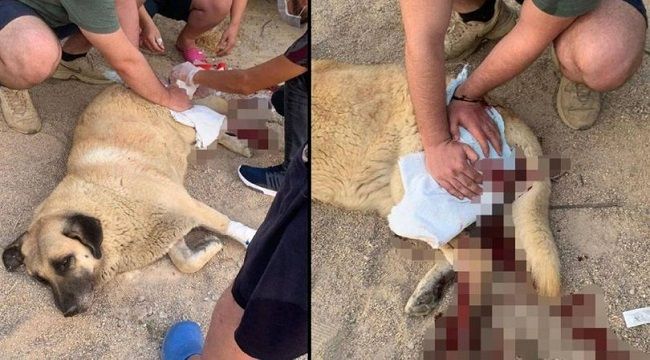 Yoldan geçen köpeği bıçakladı