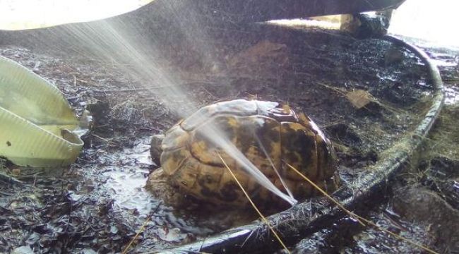 Alevlerden kaçamayan kaplumbağa kurtarılamadı