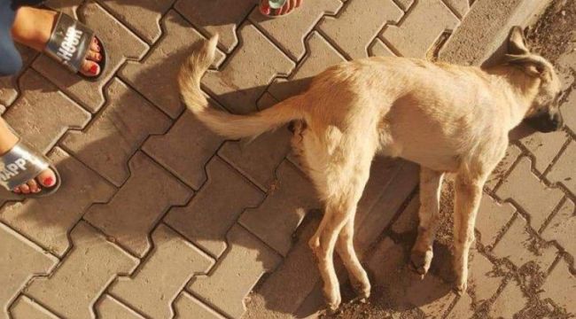 Ayvalık'ta  ölen köpeği çöpe atma skandalı