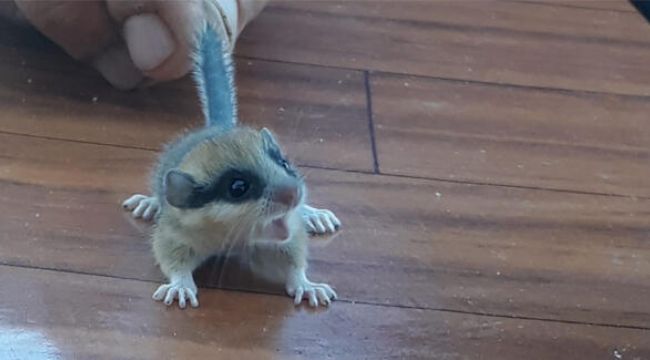 Bahçesinde bulduğu hayvan şaşırttı