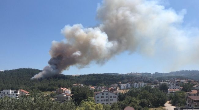 Bursa'nın Nilüfer ilçesinde orman yangını
