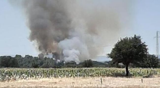 Çanakkale'de orman yangını