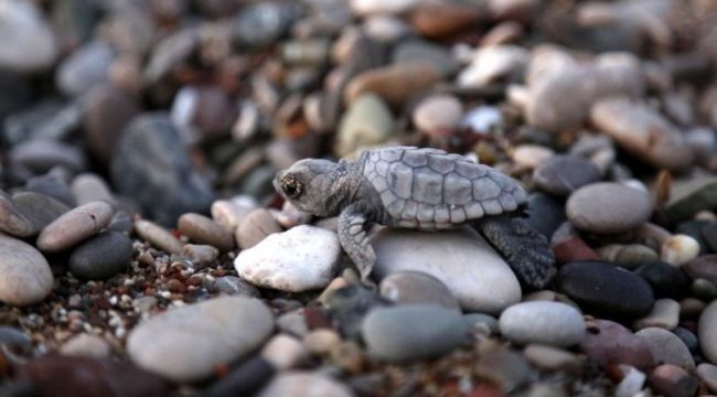 Caretta caretta yuvaları artmaya devam ediyor