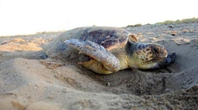 Caretta yuvalarında 'pandemi' rekoru