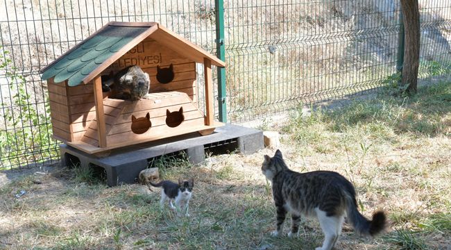ÇİĞLİ’DE SOKAK KEDİLERİ YENİ EVLERİNE KAVUŞTU