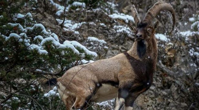 Erzincan’daki yaban keçileri de kurtuldu