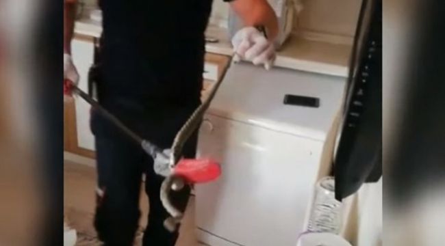 Eve giren yılan paniğe neden oldu