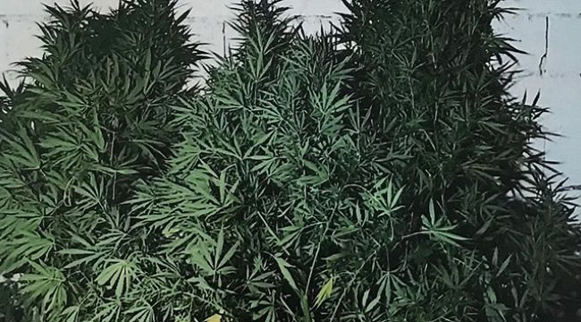 Evinin bahçesine kenevir eken şahsı jandarma yakaladı