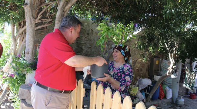 ILDIR BEGONVIL ILE DONATILIYOR
