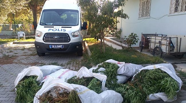 İZMIR’DE 400 KÖK HINT KENEVIRI ELE GEÇIRILDI