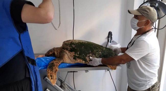 İZMİR’DE CARETTA CARETTA SEFERBERLİĞİ