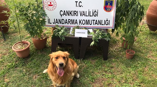 Jandarmadan uyuşturucu operasyonu