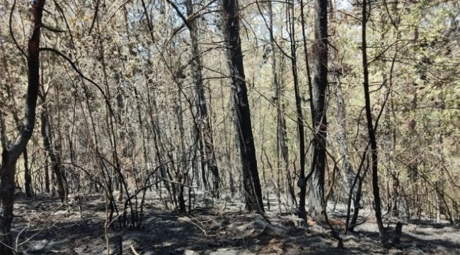 Kızılçam ormanında yürek yakan görüntü