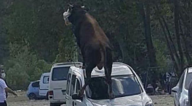 Kurbanlıkların verdiği zararı sigorta karşılar