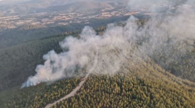 Lapseki'de orman yangını