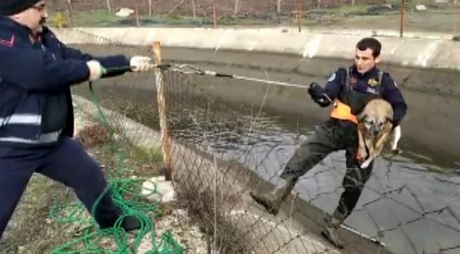 Mahsur kalan hayvanları canları pahasına kurtardılar