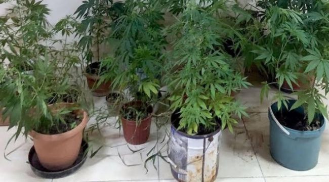 Milas'ta jandarmadan uyuşturucu baskını