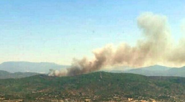 Muğla'da orman yangını