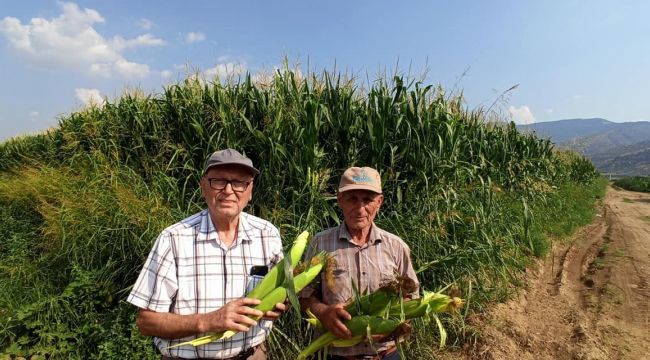 ÖDEMİŞ’TE İKİNCİ ÜRÜN MISIR TOPRAKLA BULUŞUYOR