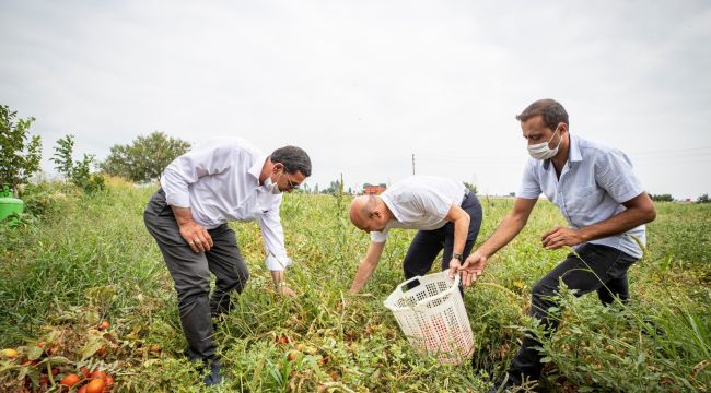 SOYER MÜJDEYİ DOMATES HASATINDA VERDİ