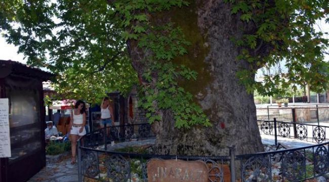 Tarihi çınar ağacı, mahalle ekonomisine katkı sağlıyor