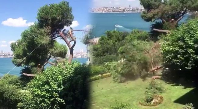 Üsküdar'da asırlık çam ağacını kestiler