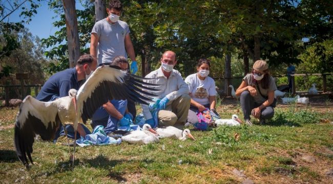 YARALI LEYLEKLER ÖZGÜRLÜĞÜNE KAVUŞTU