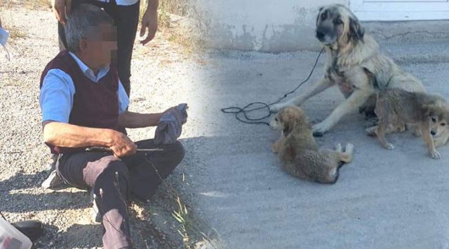 Yaşlı adam köpeğe tecavüz ederken yakalandı