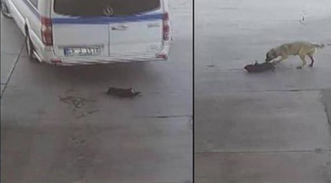 YAVRU KÖPEĞİ EZEN SÜRÜCÜDEN AÇIKLAMA