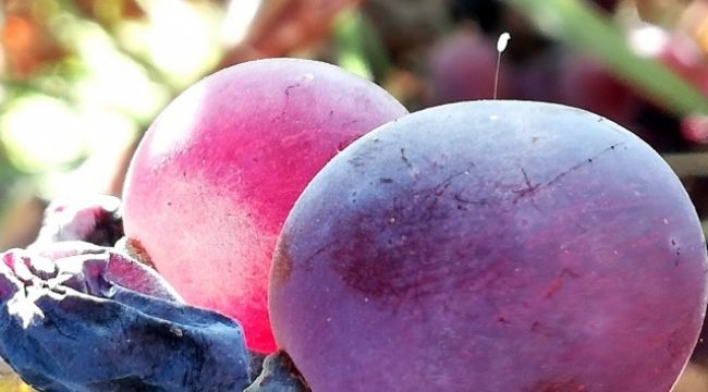 Adıyaman'da Udumbara çiçeği görüldü