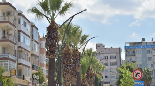ALİAĞA’DAKİ PALMİYELER BUDANIYOR